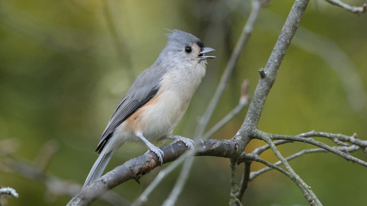 Tufted Titmouse - ML641916413