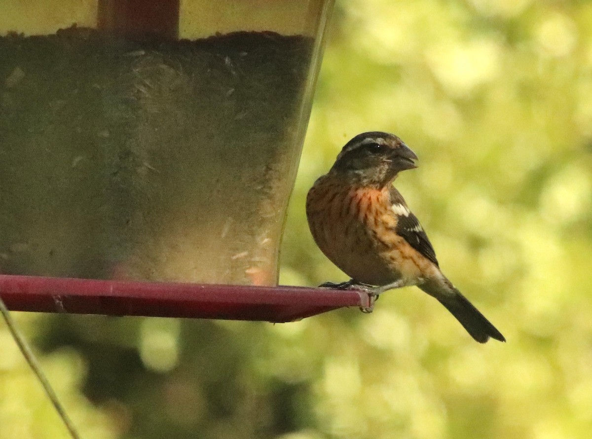 Rose-breasted Grosbeak - ML641916415