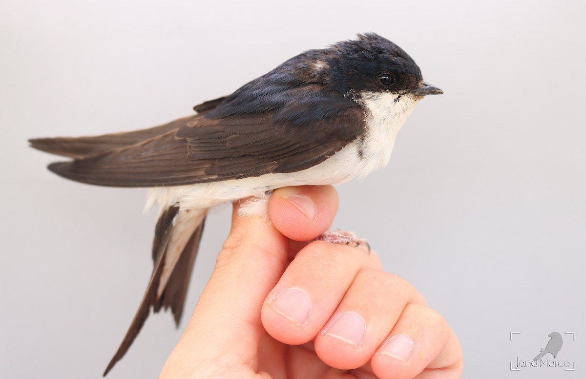 Western House-Martin - ML641916421