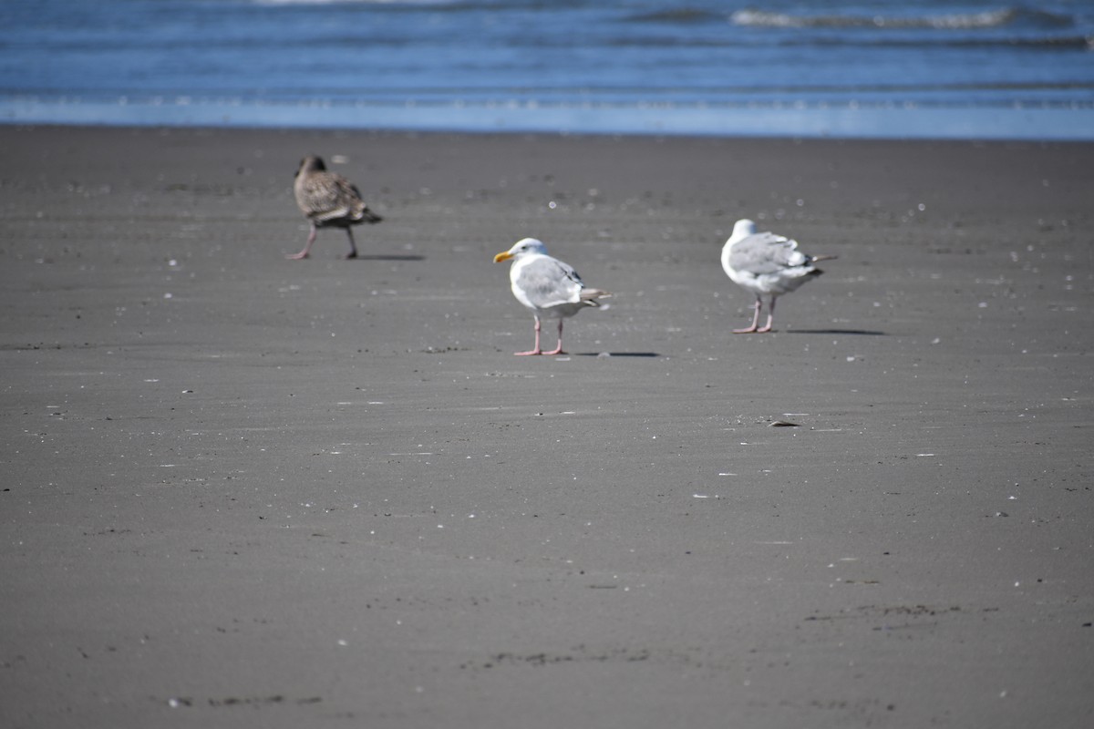 Western Gull - ML641916422