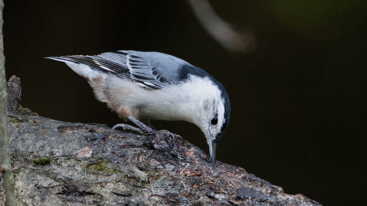 White-breasted Nuthatch - ML641916423