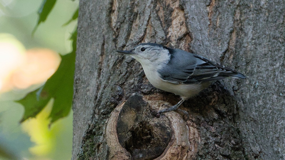 White-breasted Nuthatch - ML641916424