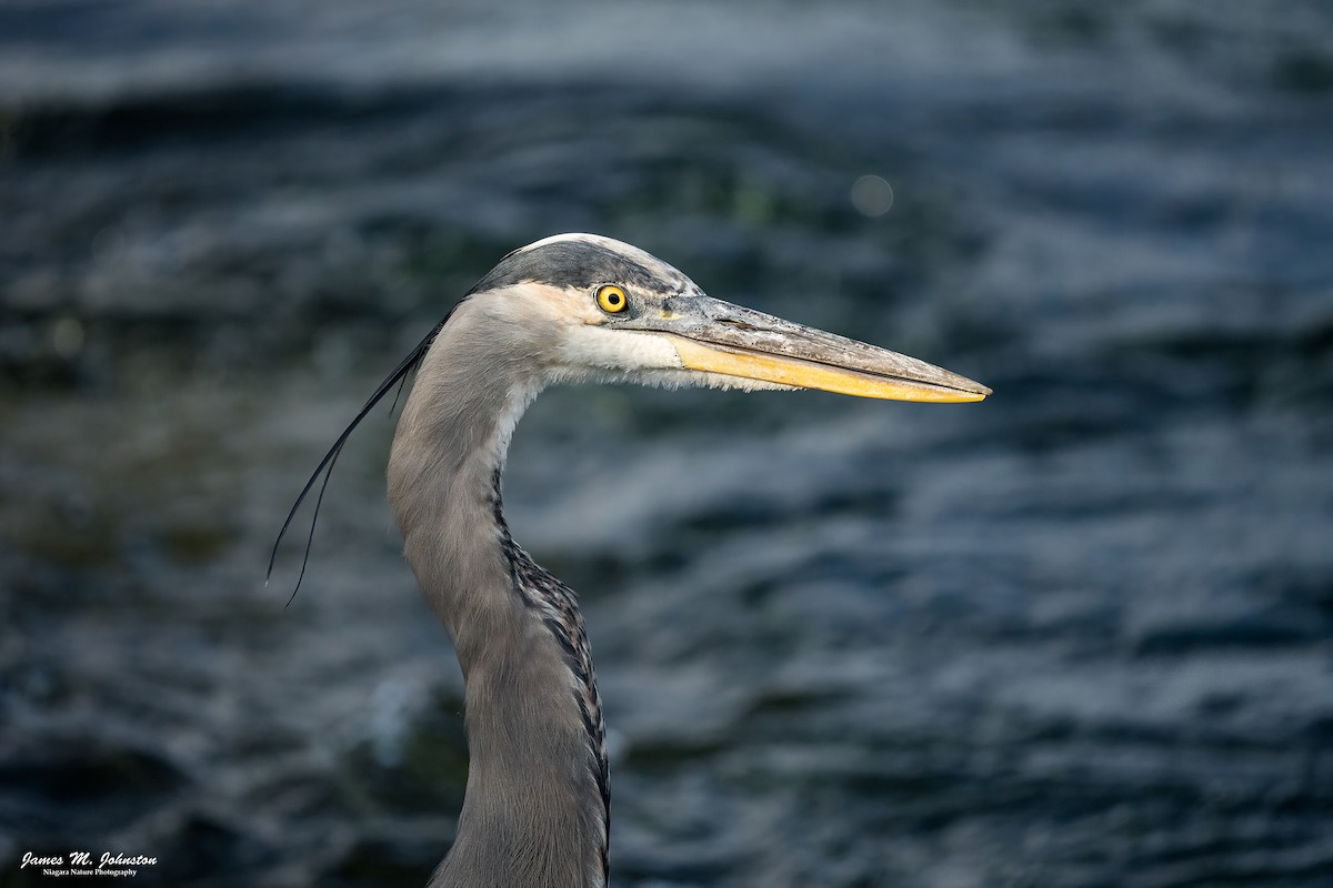 Great Blue Heron (Great Blue) - ML641916425
