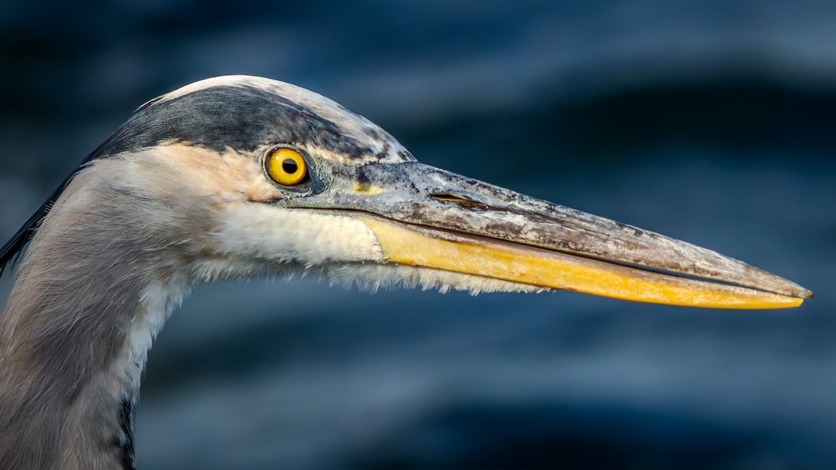 Great Blue Heron (Great Blue) - ML641916426