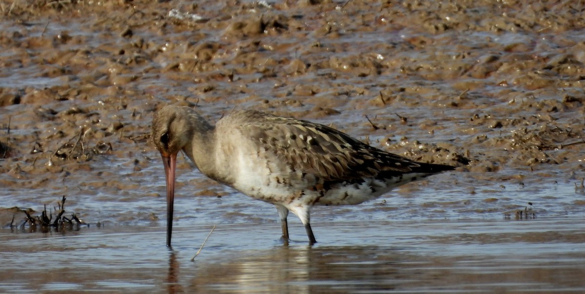 Hudsonian Godwit - ML641916427