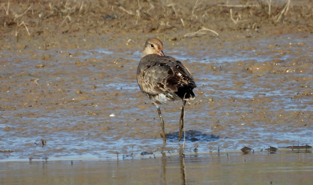 Hudsonian Godwit - ML641916428