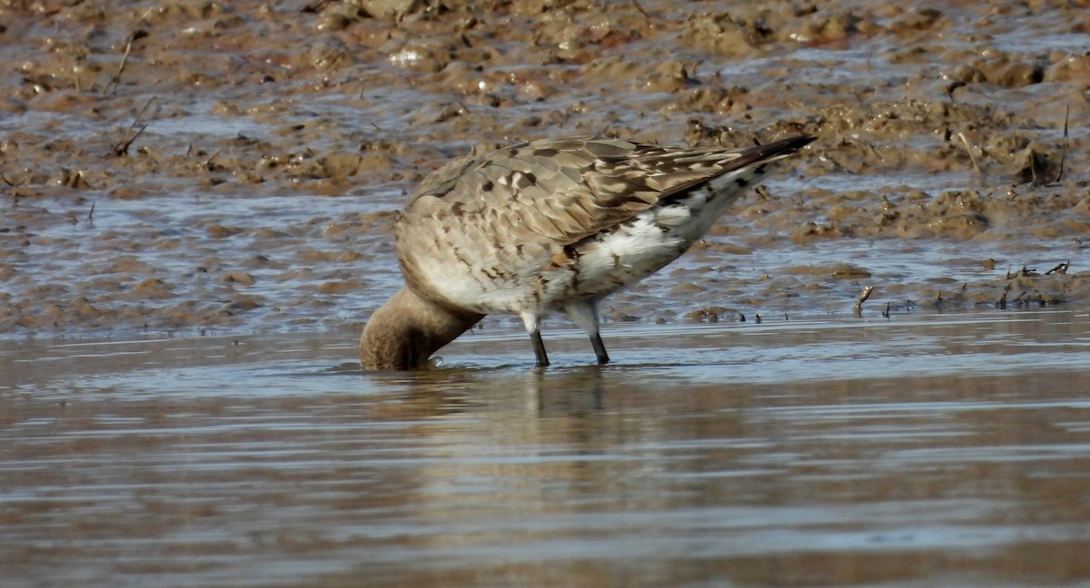 Hudsonian Godwit - ML641916429