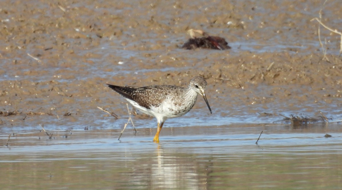 Lesser Yellowlegs - ML641916431
