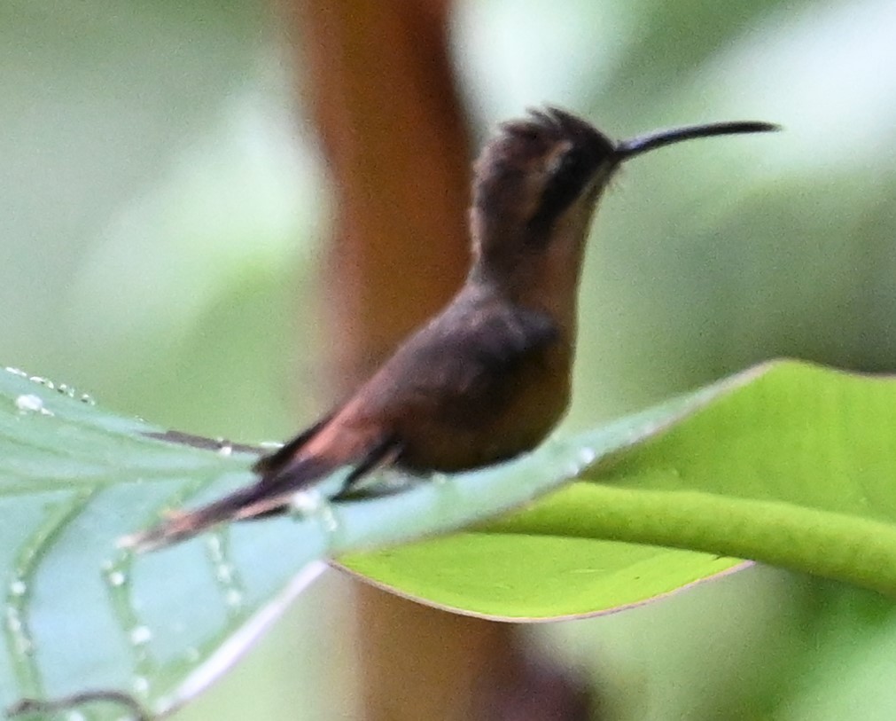 Stripe-throated Hermit - ML641916436