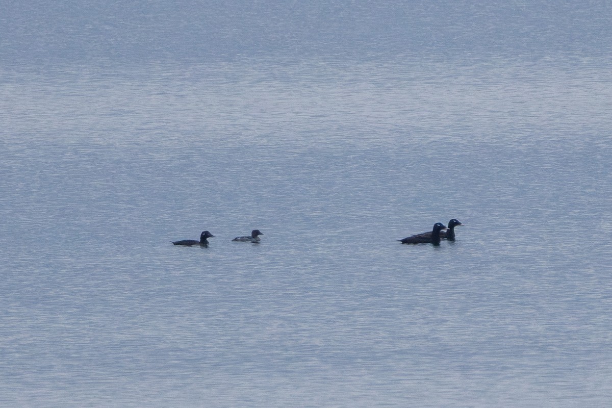 White-winged Scoter - ML641916443