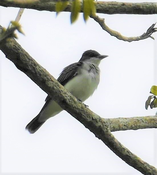Black-crowned Tityra - ML641916446