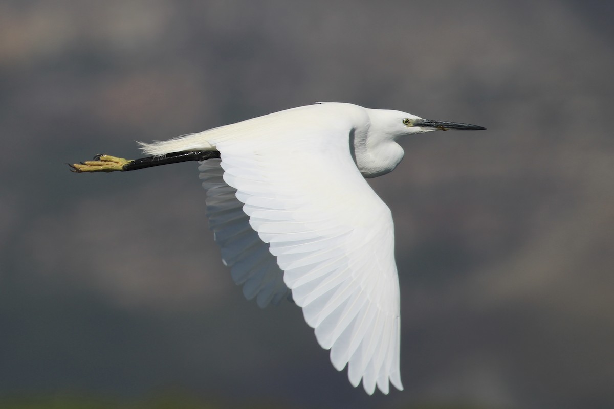 Little Egret (Western) - ML641916447