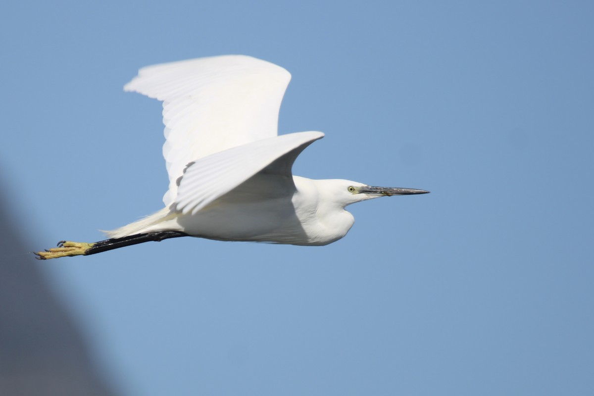 Hartlaub's Gull - ML641916448