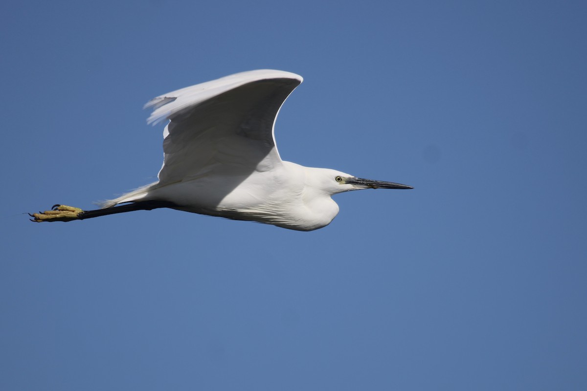 Hartlaub's Gull - ML641916450