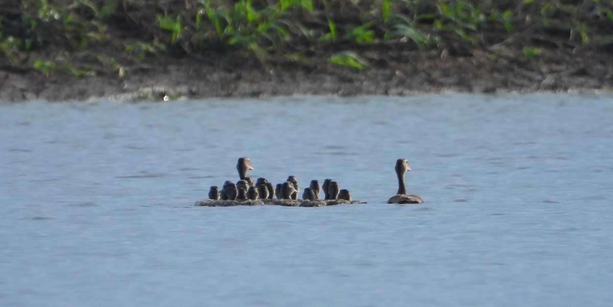 Black-bellied Whistling-Duck - ML641916456