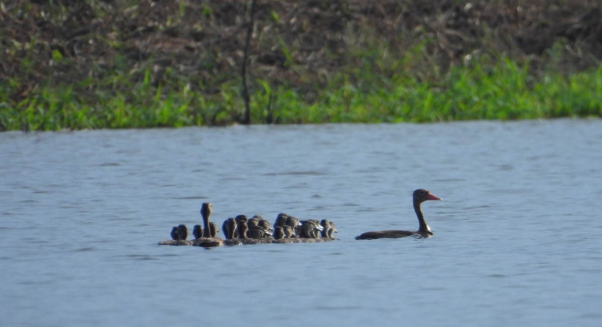 Black-bellied Whistling-Duck - ML641916457