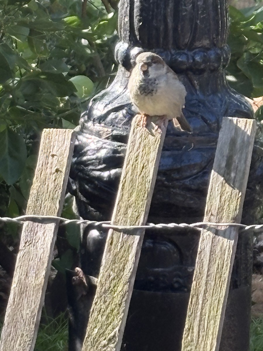 House Sparrow - ML641916458