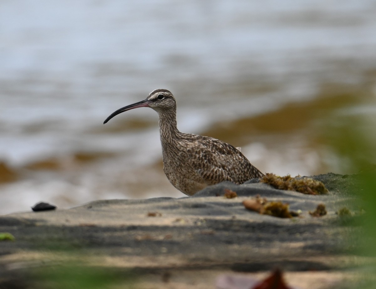 Whimbrel - ML641916460