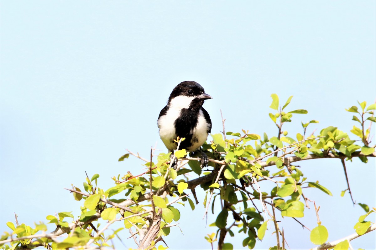 White-naped Tit - ML641916463