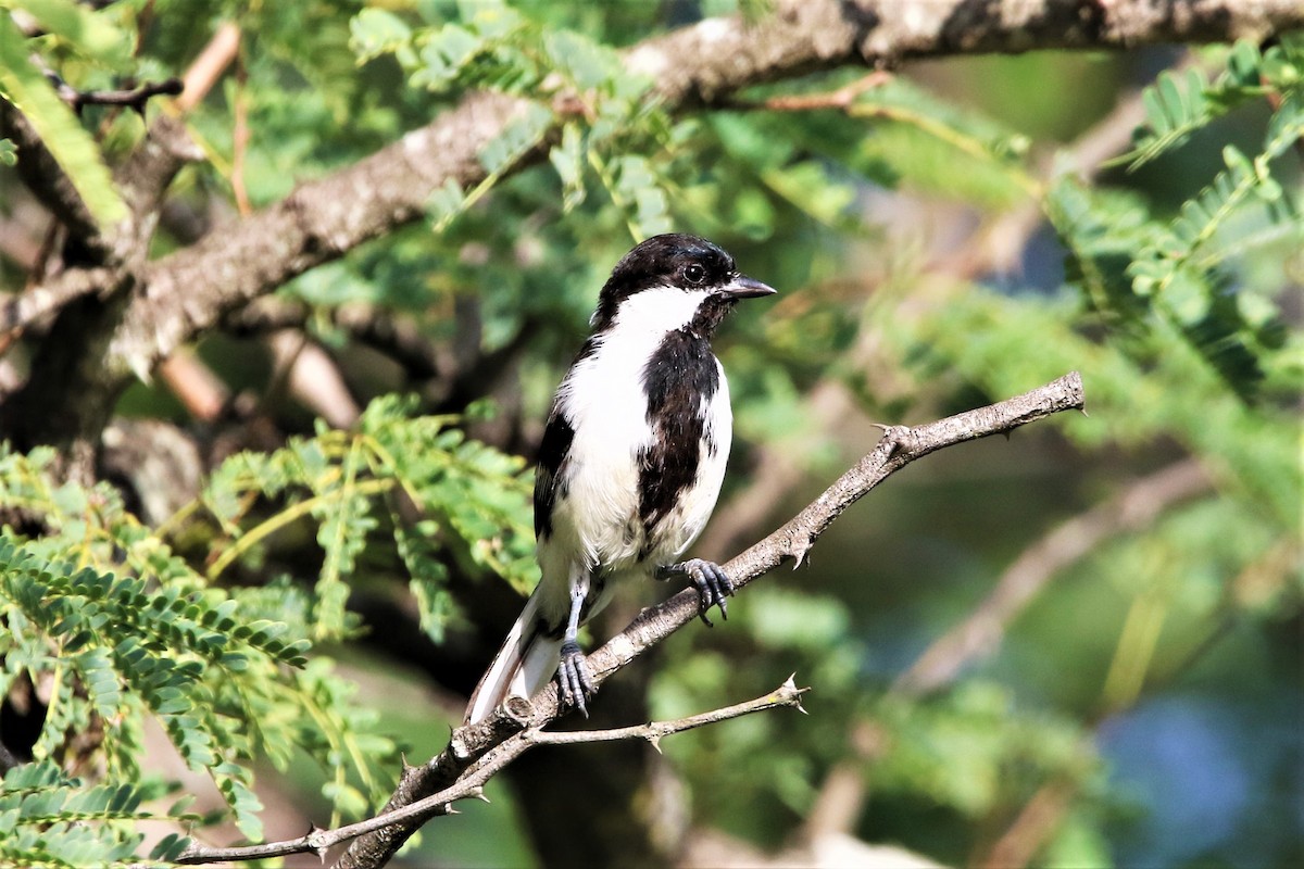 White-naped Tit - ML641916467