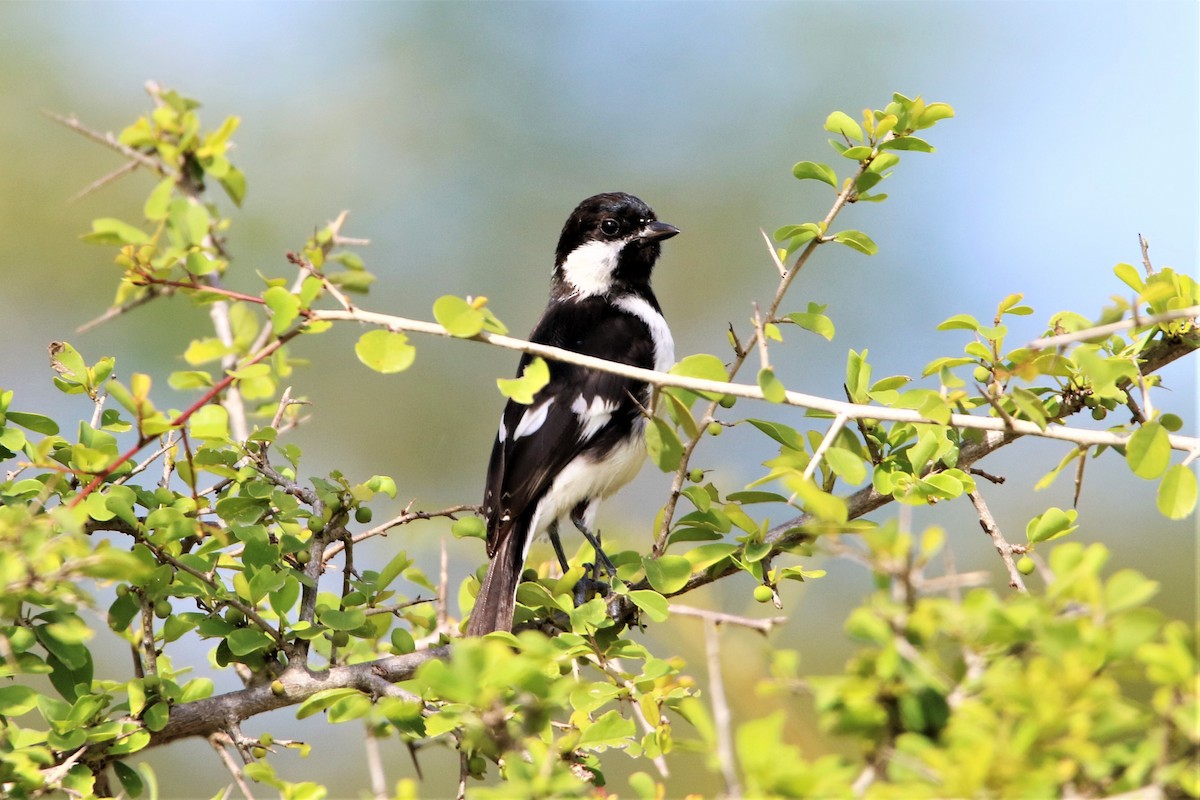 White-naped Tit - ML641916468