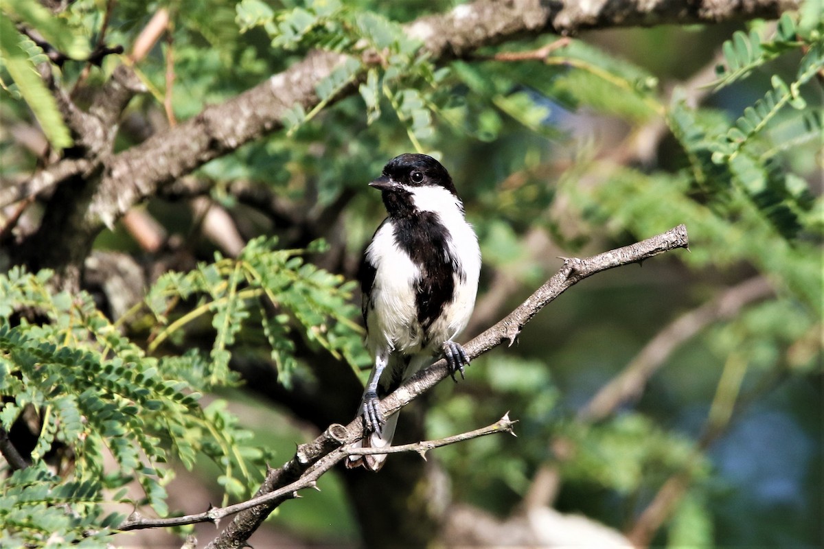 White-naped Tit - ML641916469