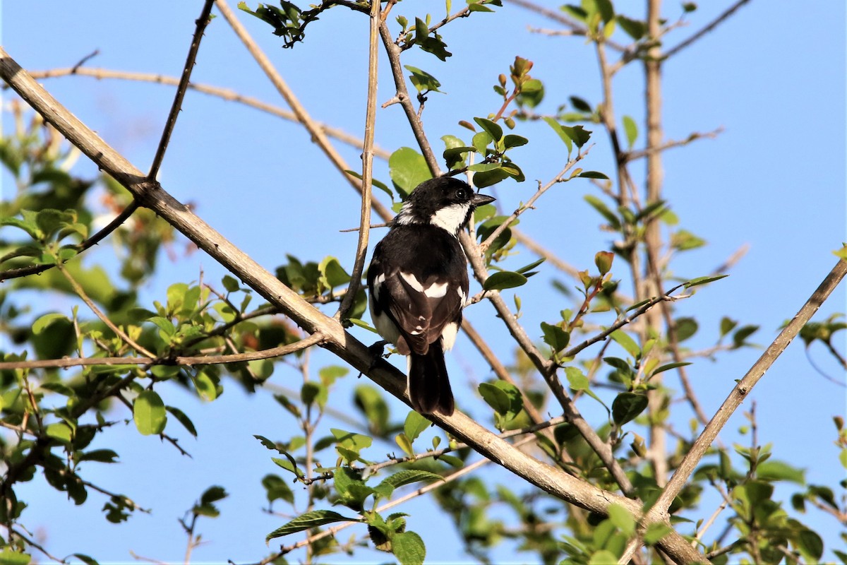 White-naped Tit - ML641916471