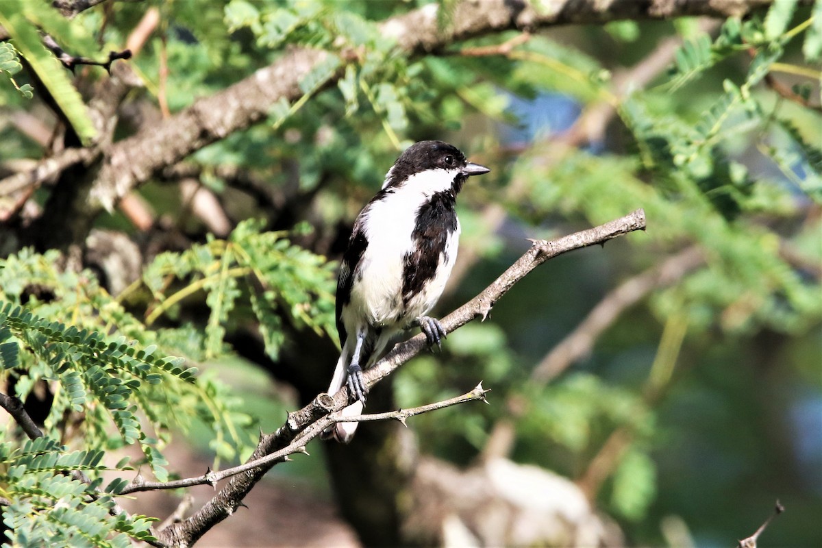 White-naped Tit - ML641916472