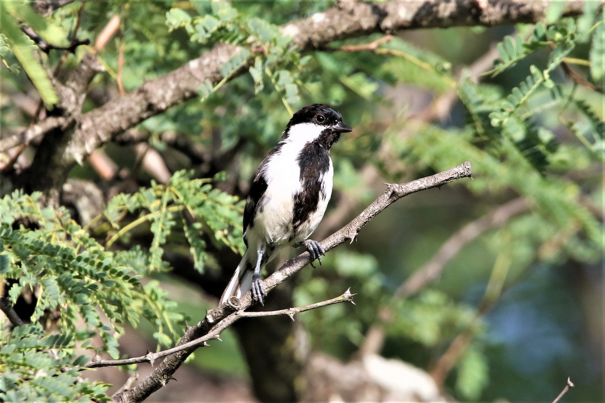 White-naped Tit - ML641916475