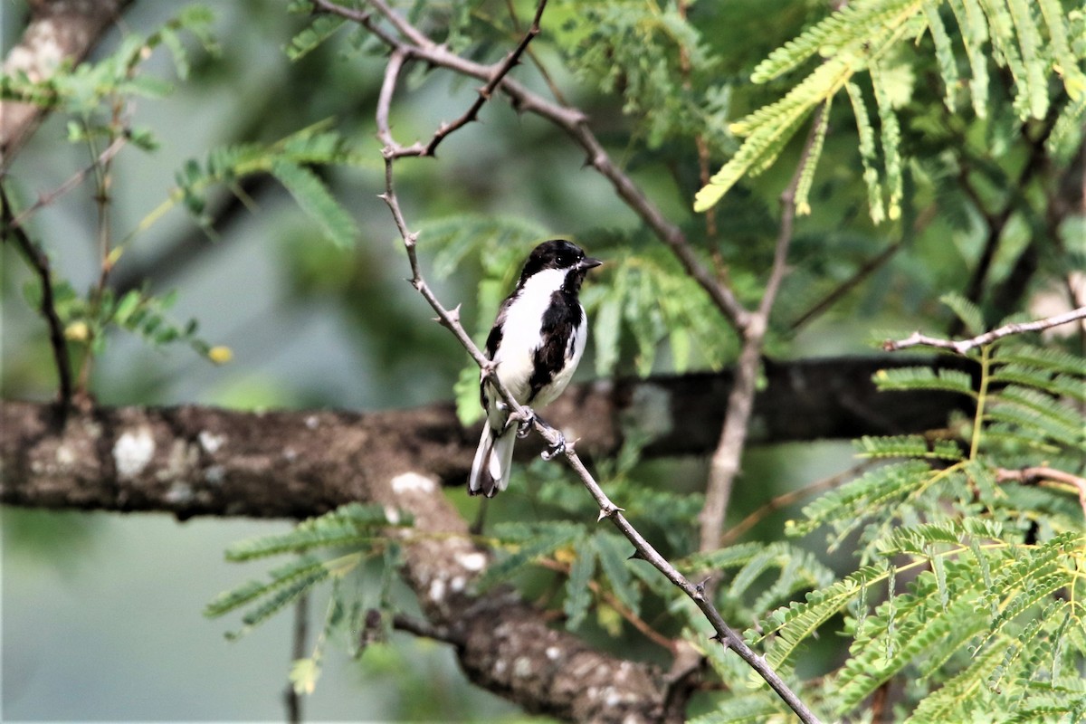 White-naped Tit - ML641916476