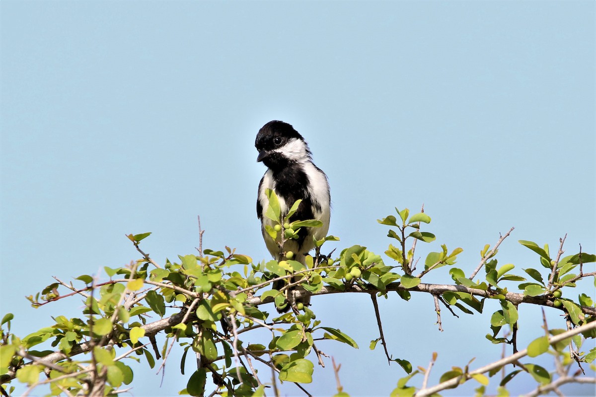 White-naped Tit - ML641916477