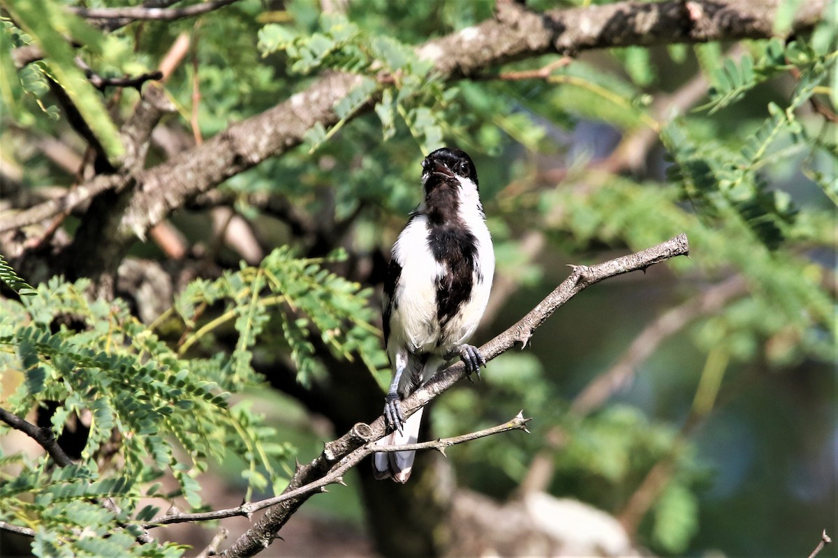 White-naped Tit - ML641916478