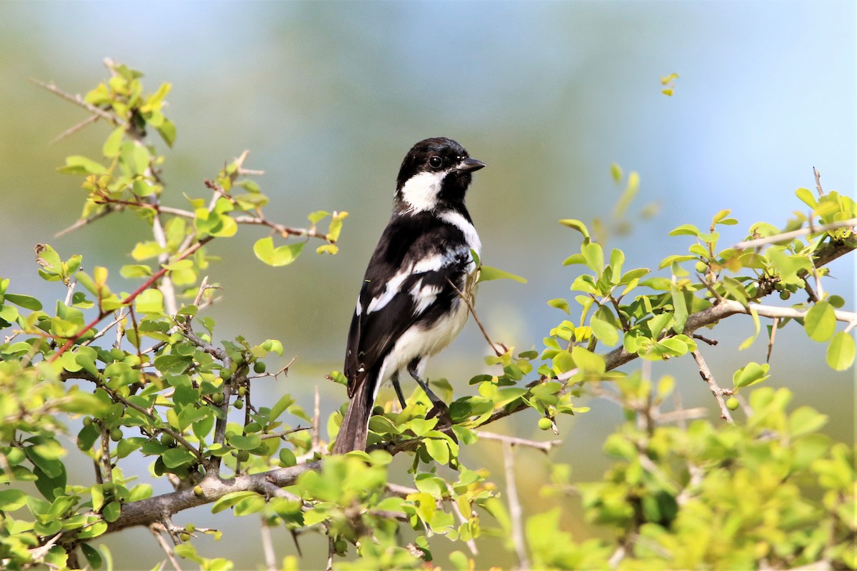 White-naped Tit - ML641916479