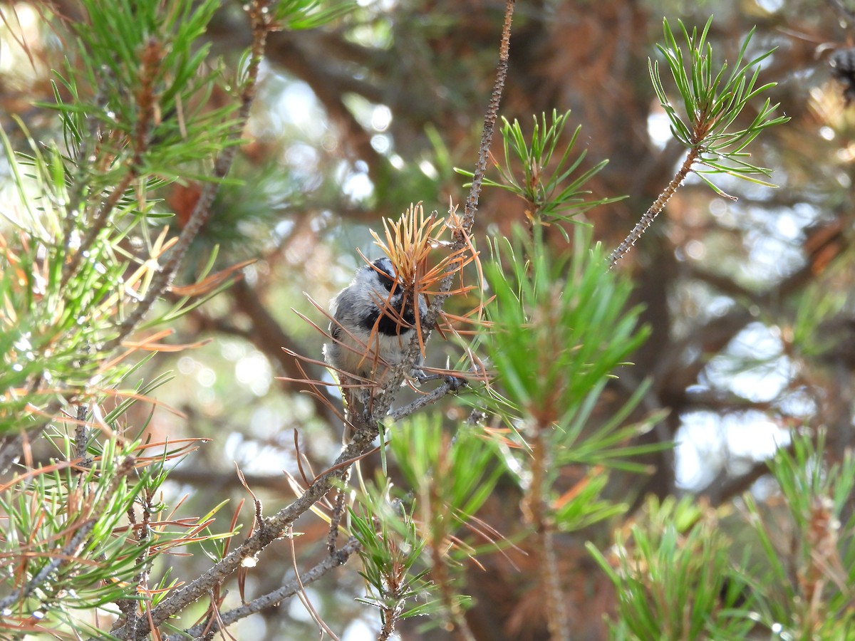 Mountain Chickadee - ML641916480