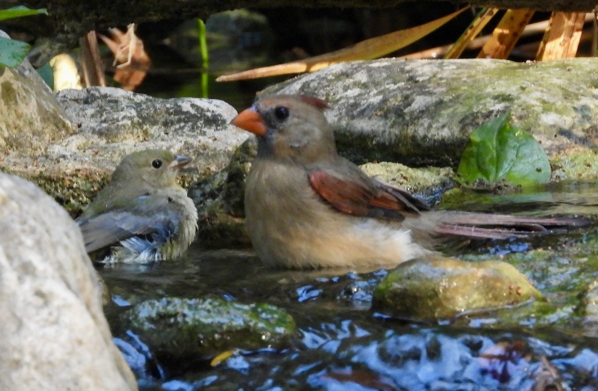 Painted Bunting - ML641916483