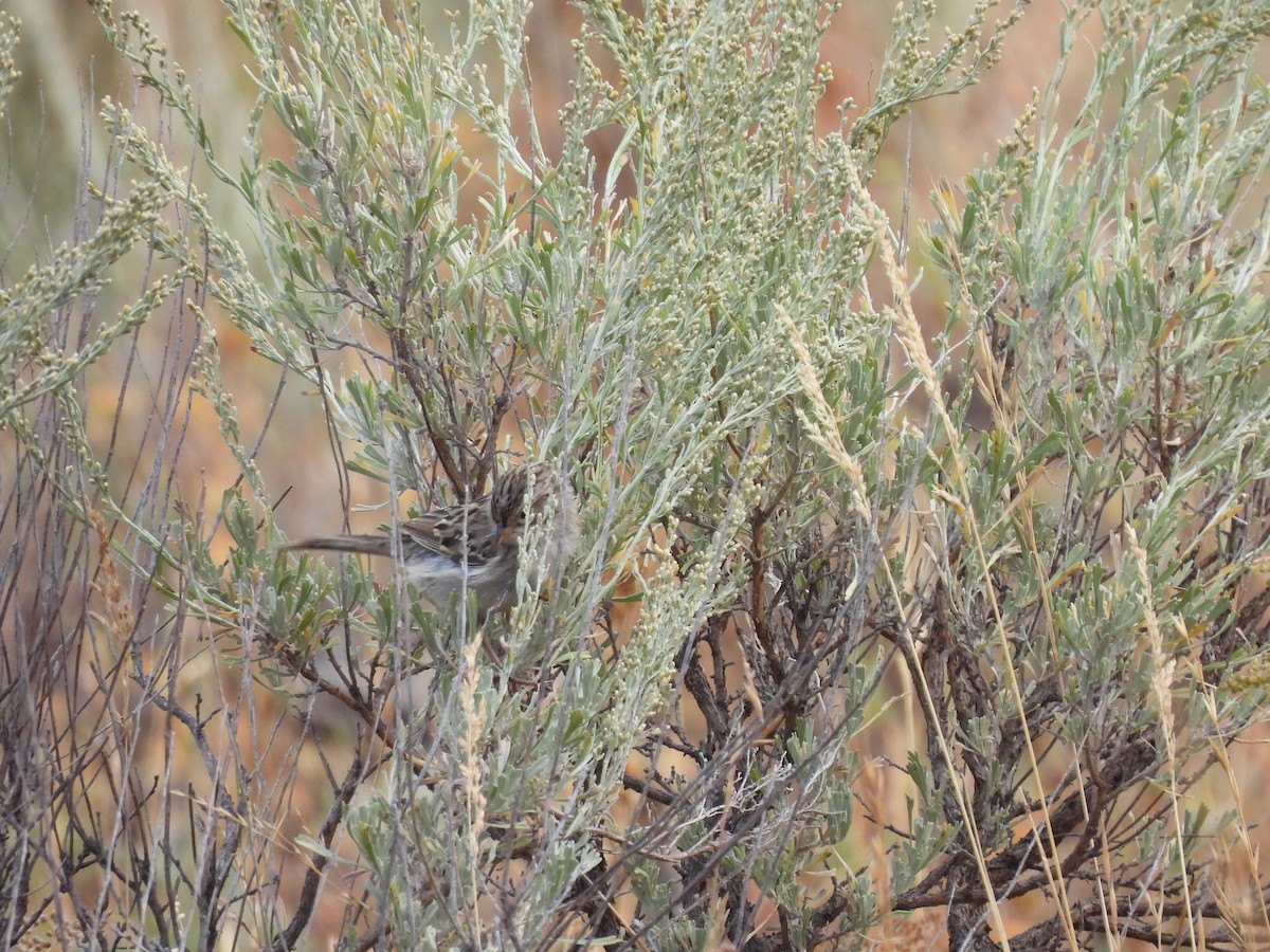 Brewer's Sparrow - ML641916488