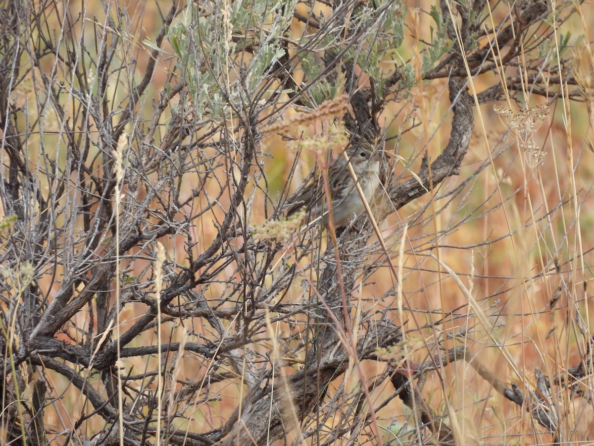 Brewer's Sparrow - ML641916489