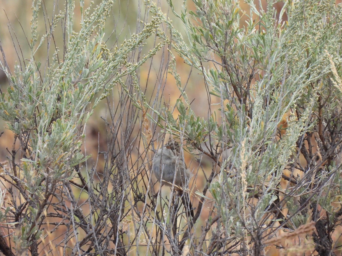 Brewer's Sparrow - ML641916490