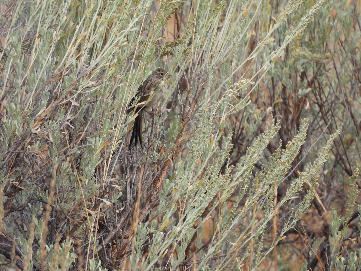 Brewer's Sparrow - ML641916491
