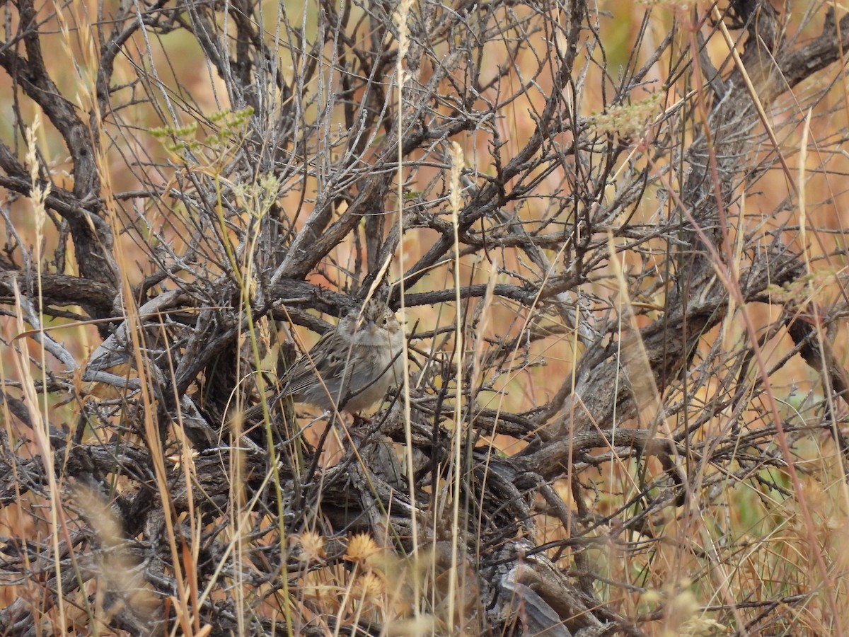 Brewer's Sparrow - ML641916492