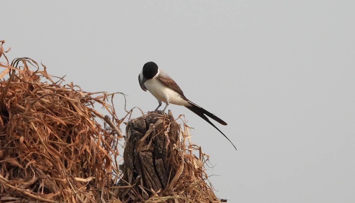 Fork-tailed Flycatcher - ML641916504
