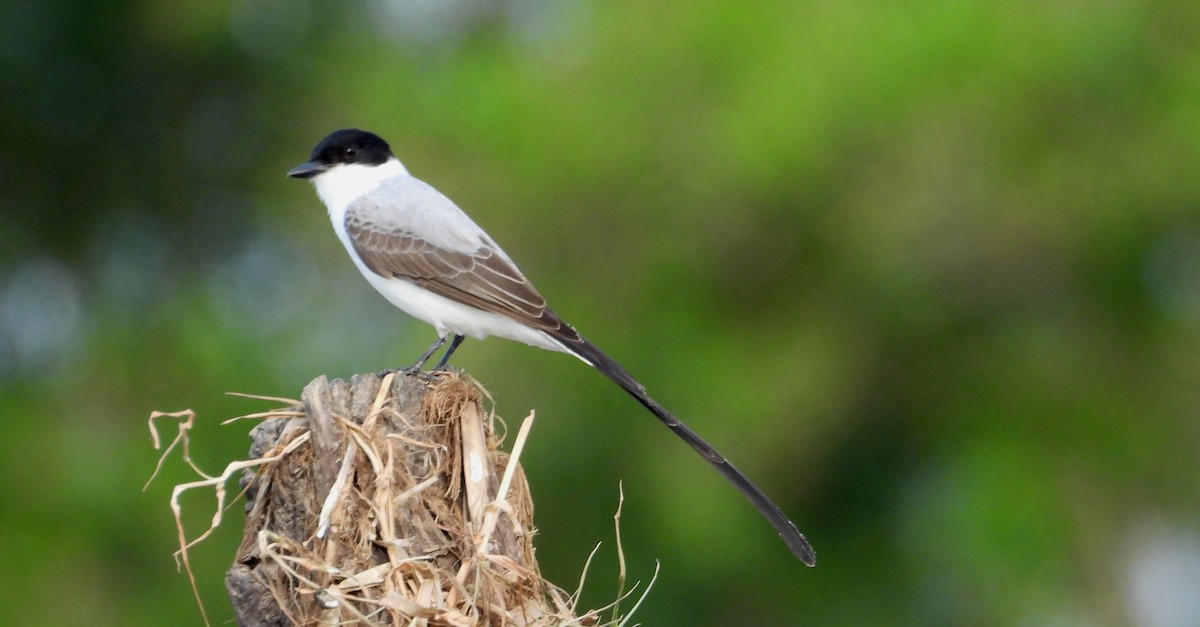 Fork-tailed Flycatcher - ML641916505