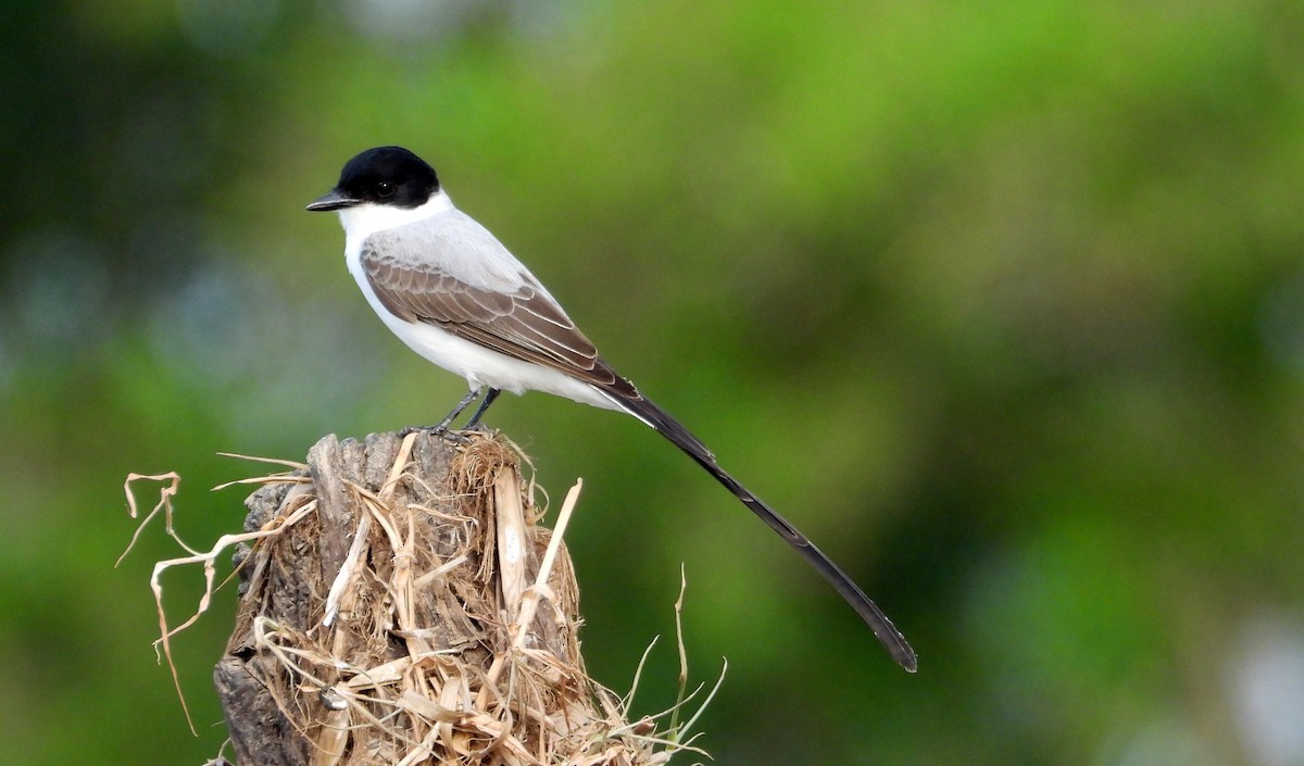 Fork-tailed Flycatcher - ML641916506