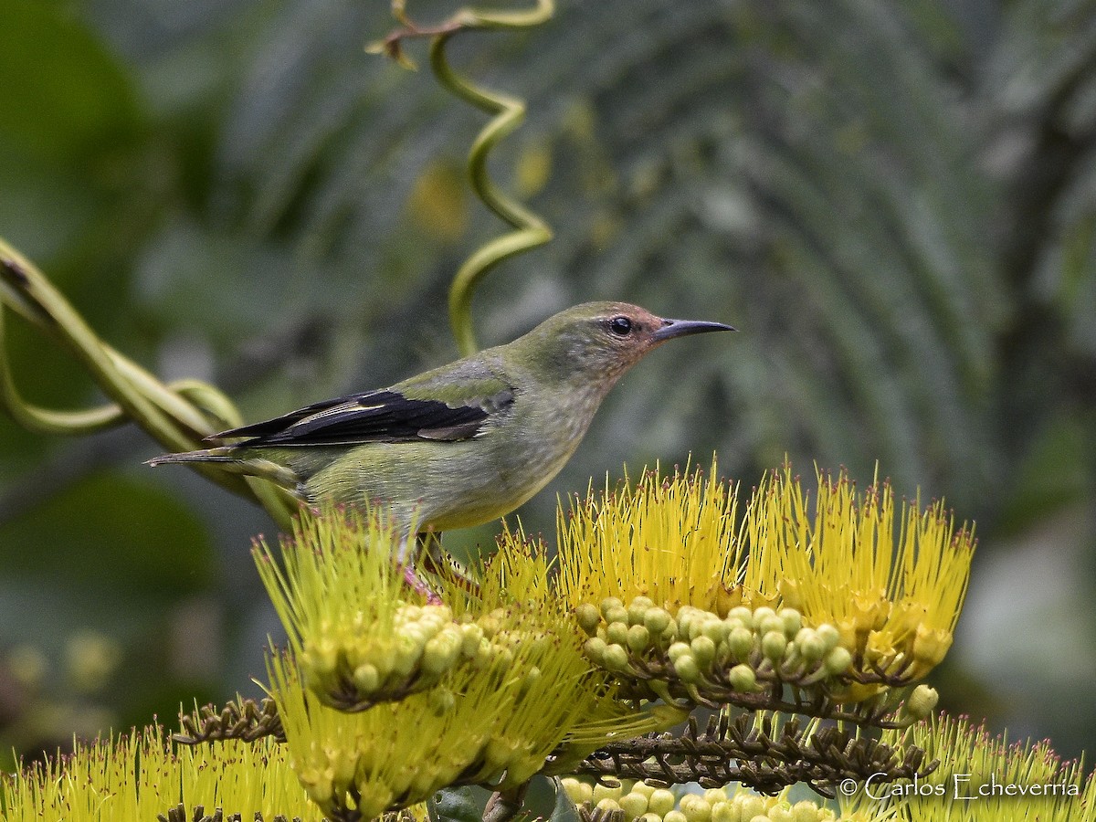 Red-legged Honeycreeper - Carlos Echeverría