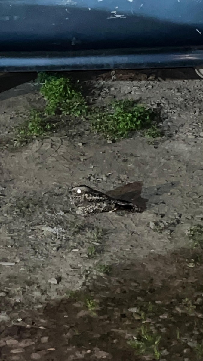 Band-winged Nightjar - ML641916512