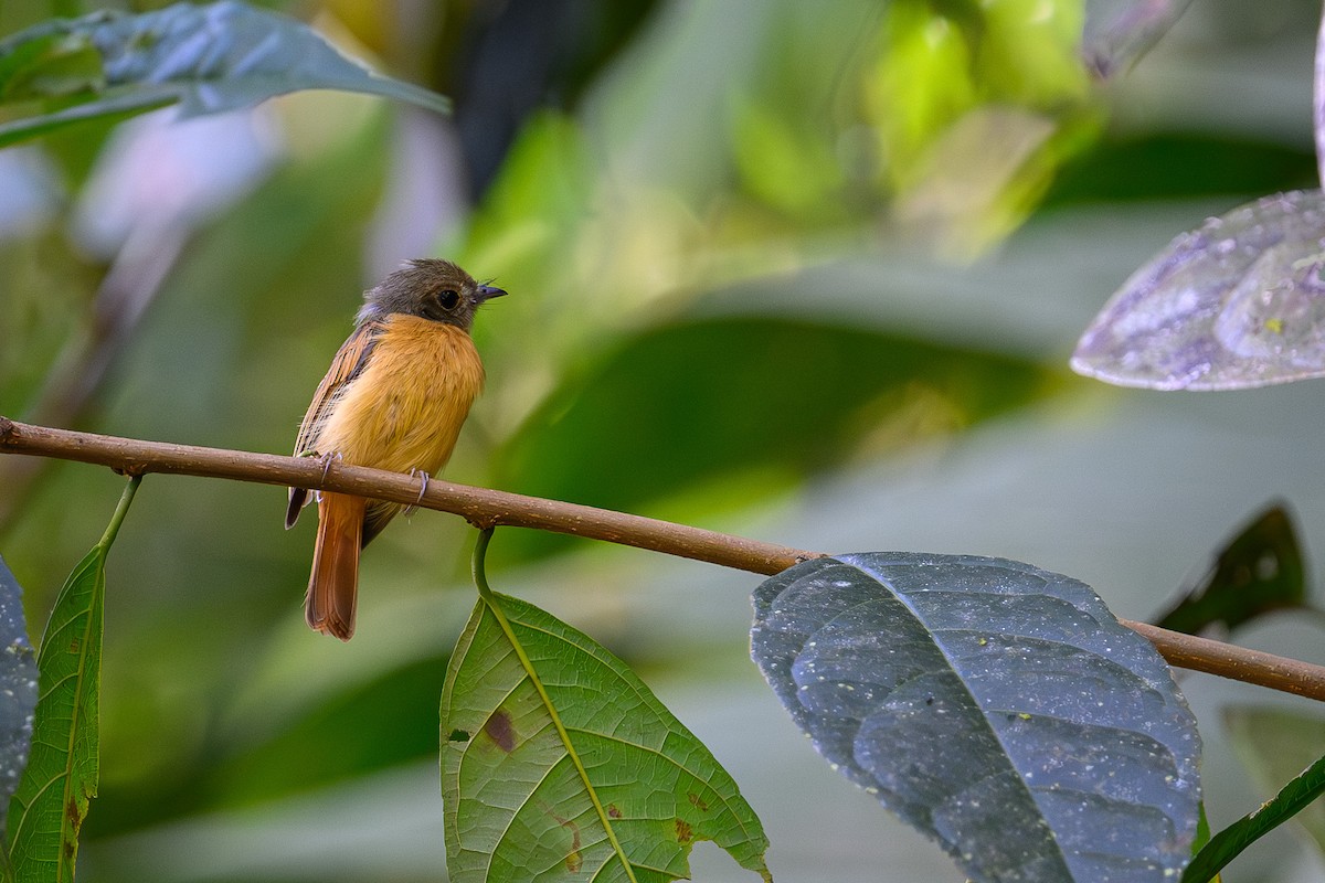 Ruddy-tailed Flycatcher - ML641916513