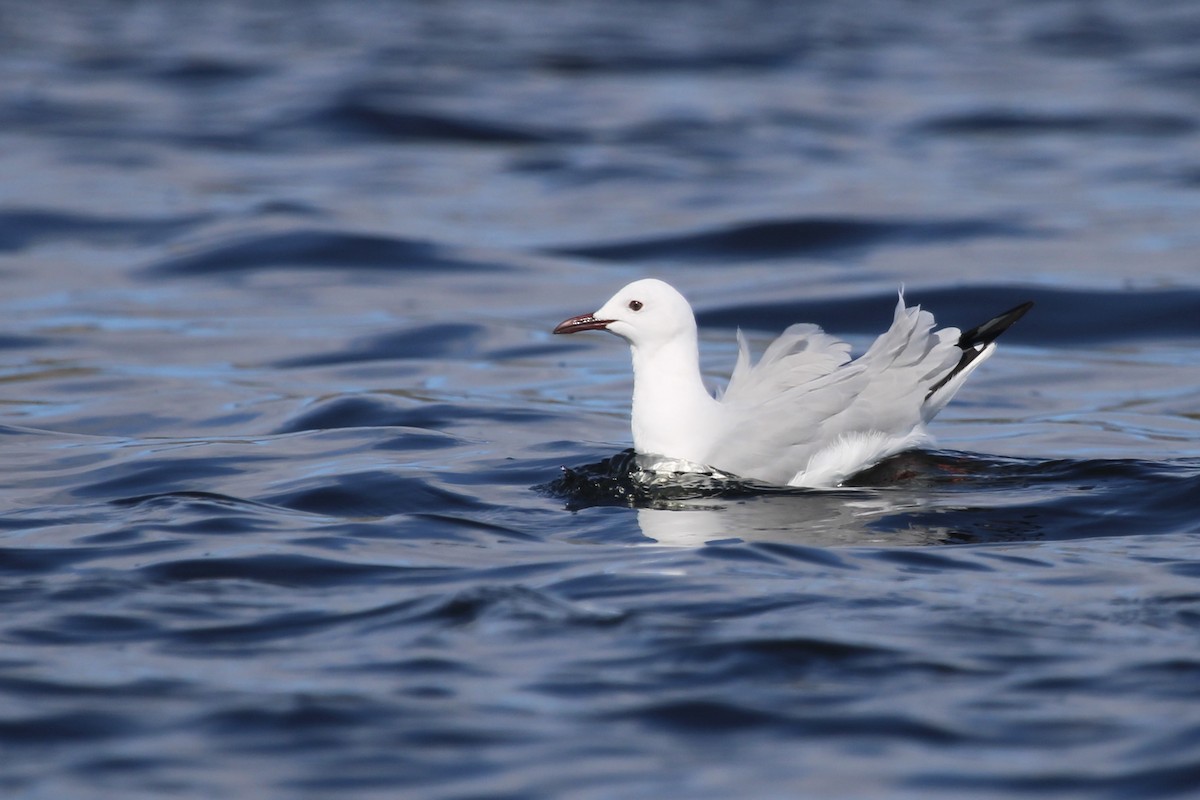 Hartlaub's Gull - ML641916518