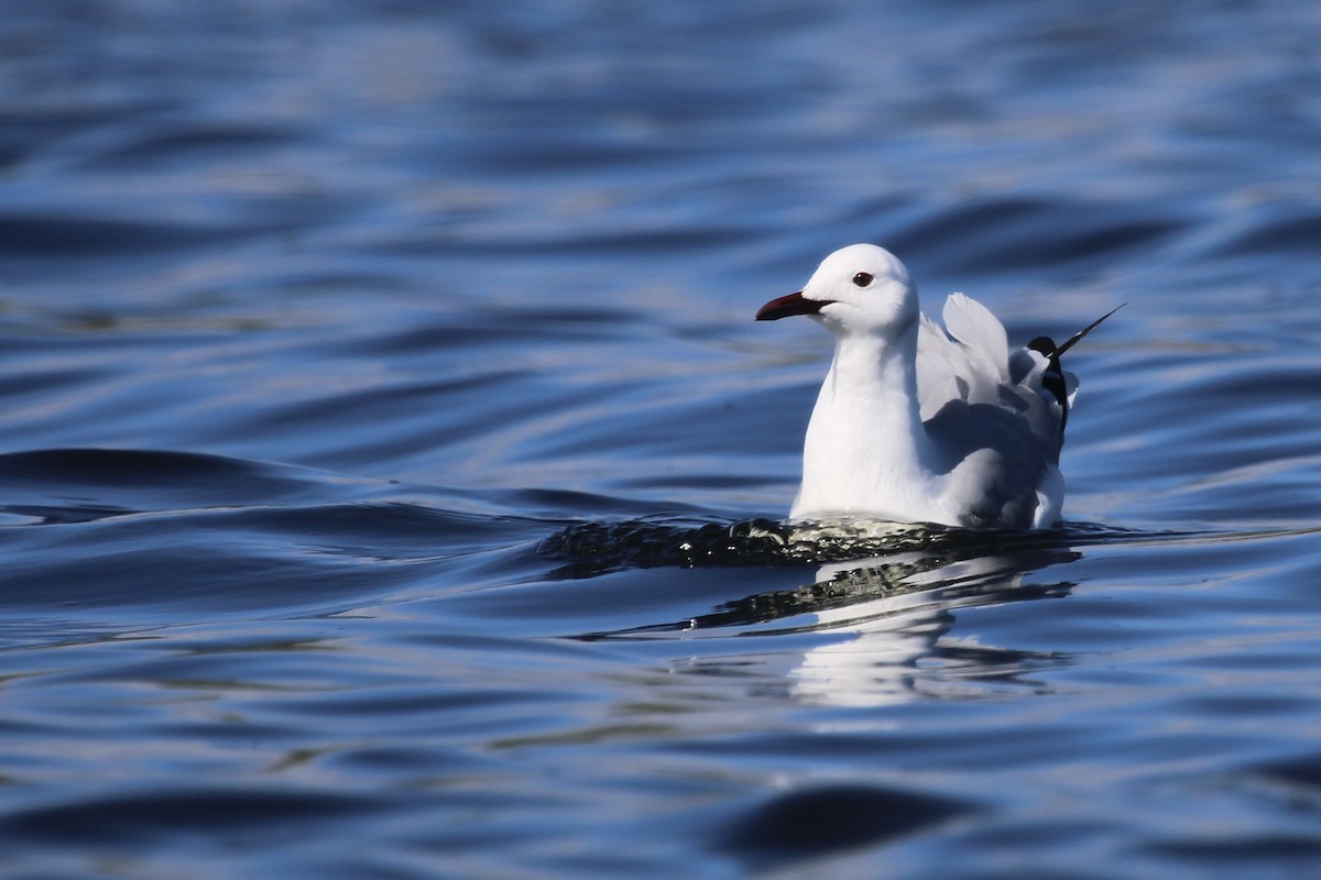 Hartlaub's Gull - ML641916519