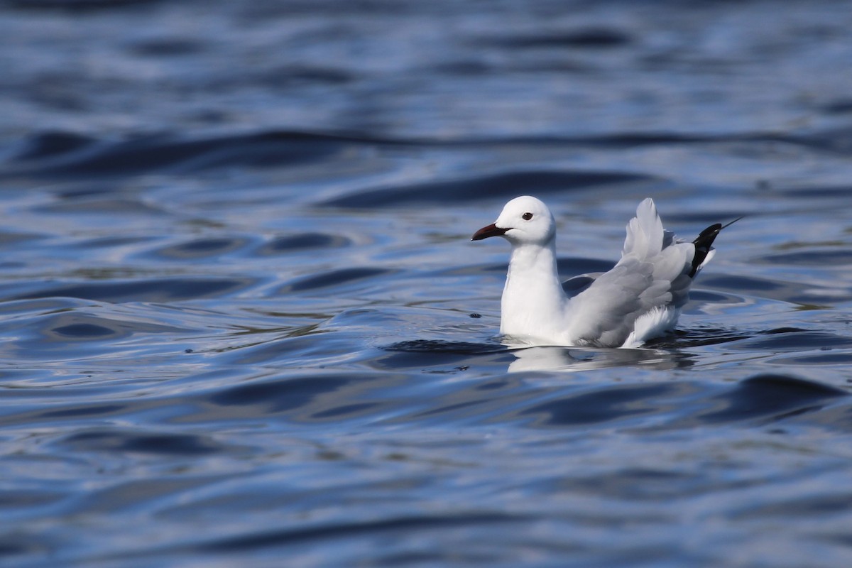 Hartlaub's Gull - ML641916521