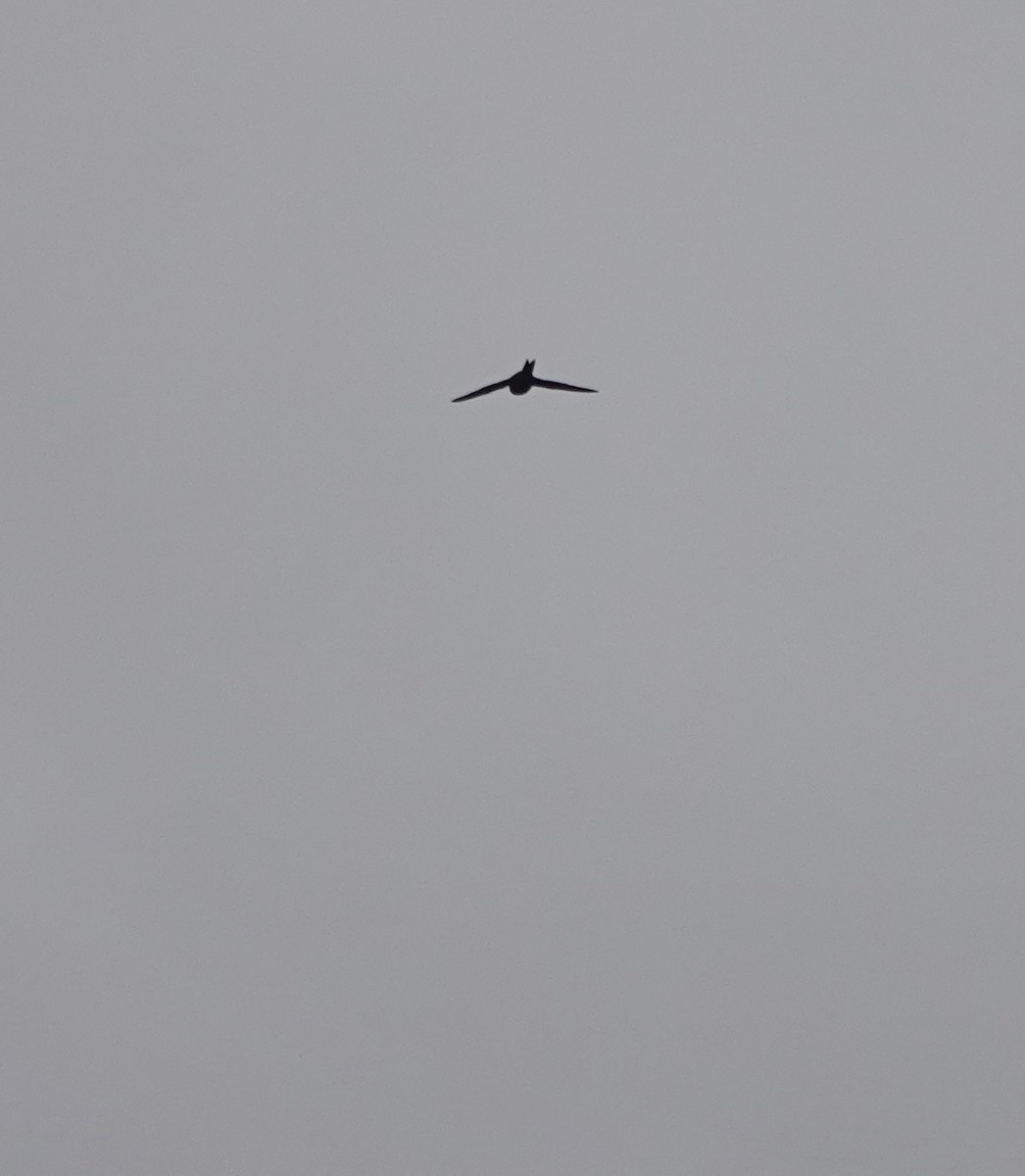 Common Swift - ML641916525